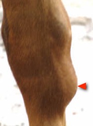 Bone Spavin A