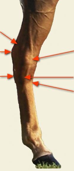Choose Hock Swelling