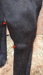 LDE Tenosynovitis A