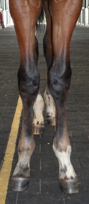 Carpal Valgus Angulation