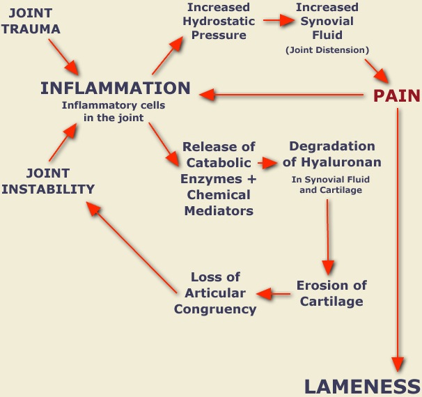 Normal Joint Components