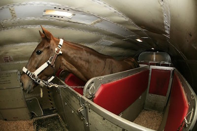 International Horse Transport