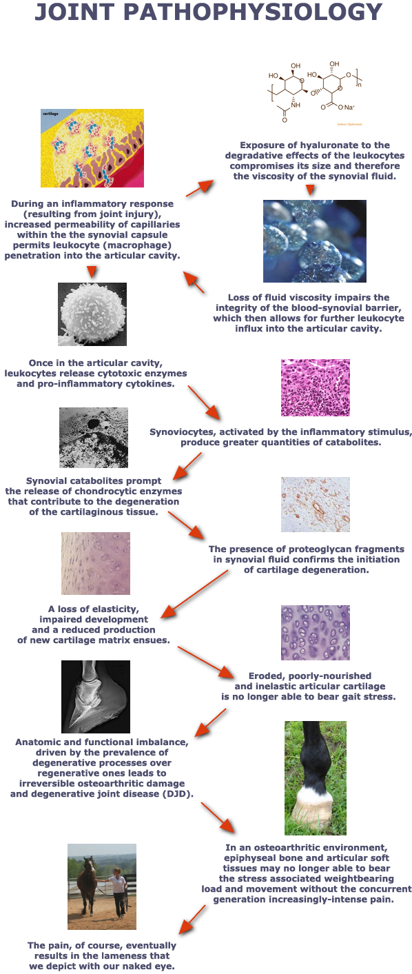 Normal Joint Components