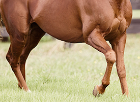 Equine Joint Therapy
