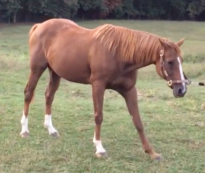 Laminitis