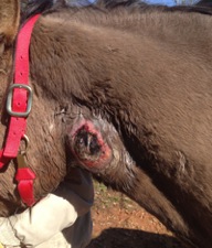 Original Wound A