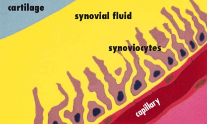 Normal Joint Components